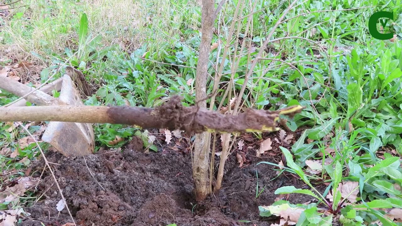 La propagazione del melograno tramite polloni radicali estirpati durante la potatura