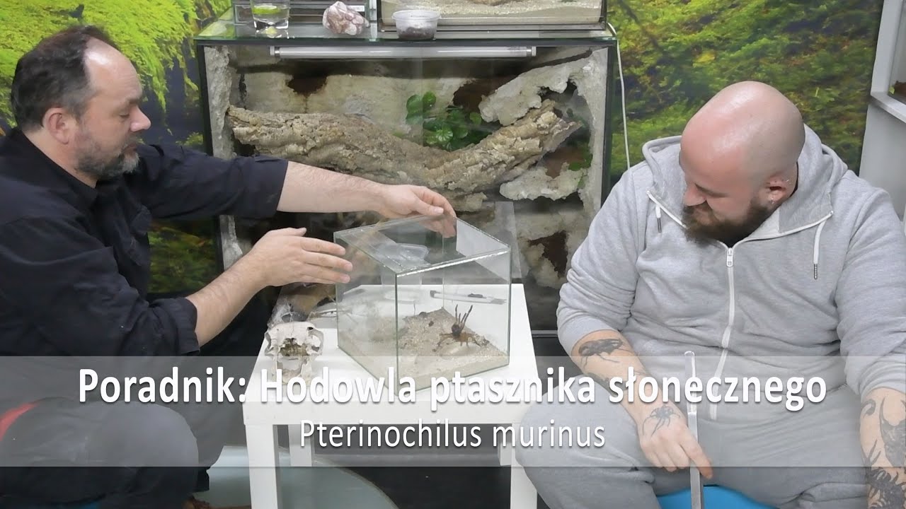 Poradnik: hodowla ptasznika słonecznego - Pterinochilus murinus