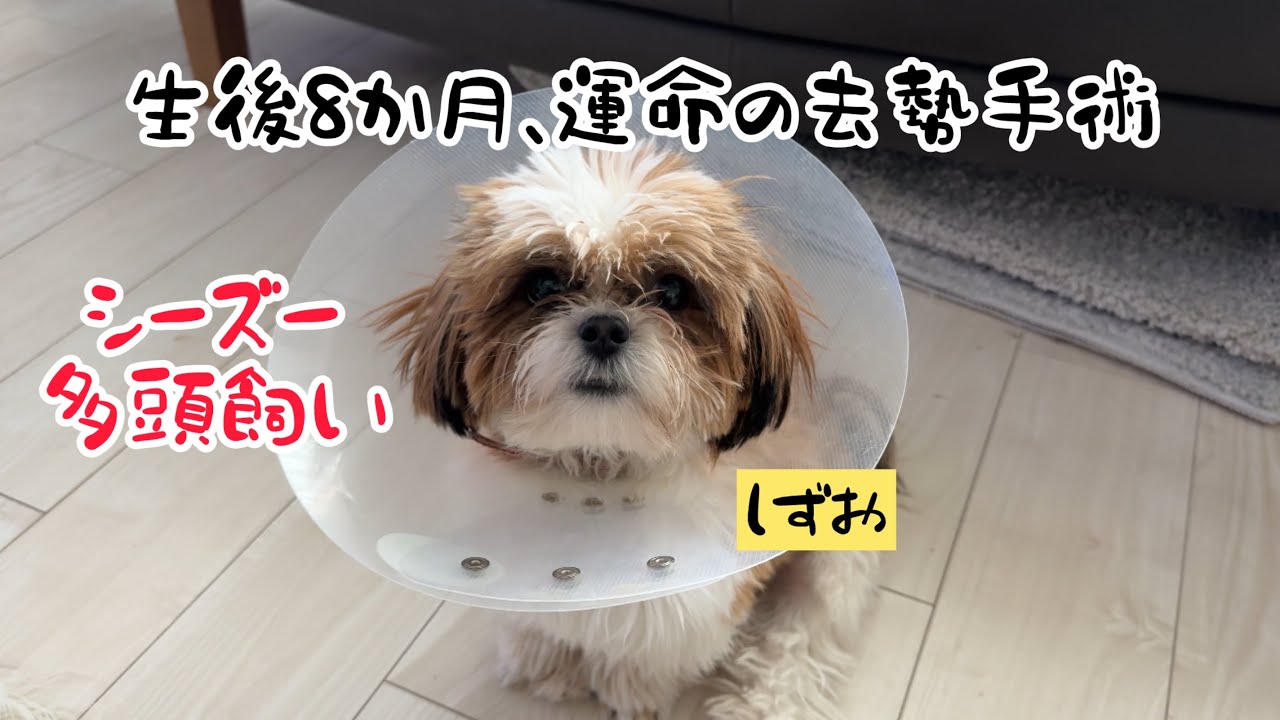 【シーズー多頭飼い】しずお、去勢手術受けてきた