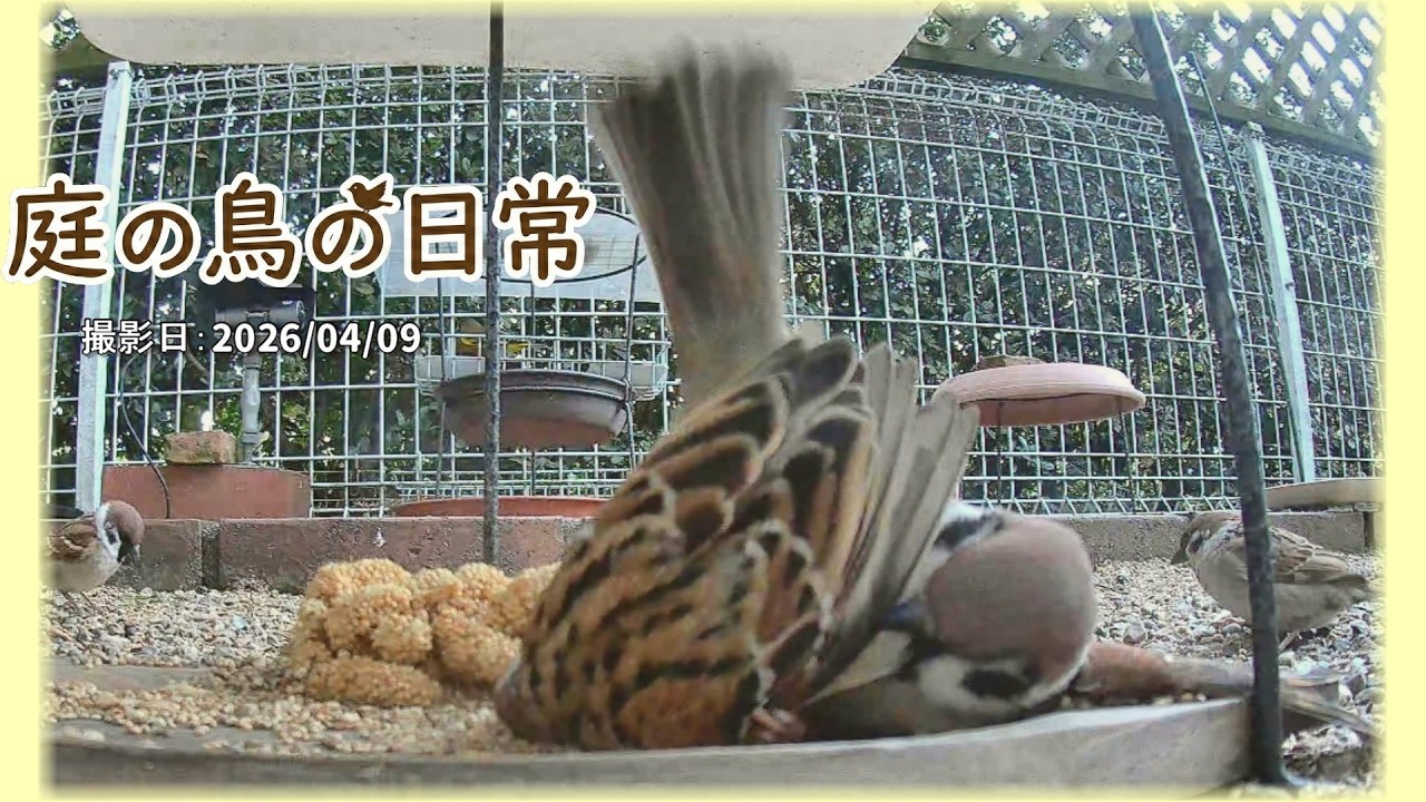 【庭の鳥の日常】(26,04,09) 恋の季節　「自分が１番強い」と自負する雀で争いだらけ