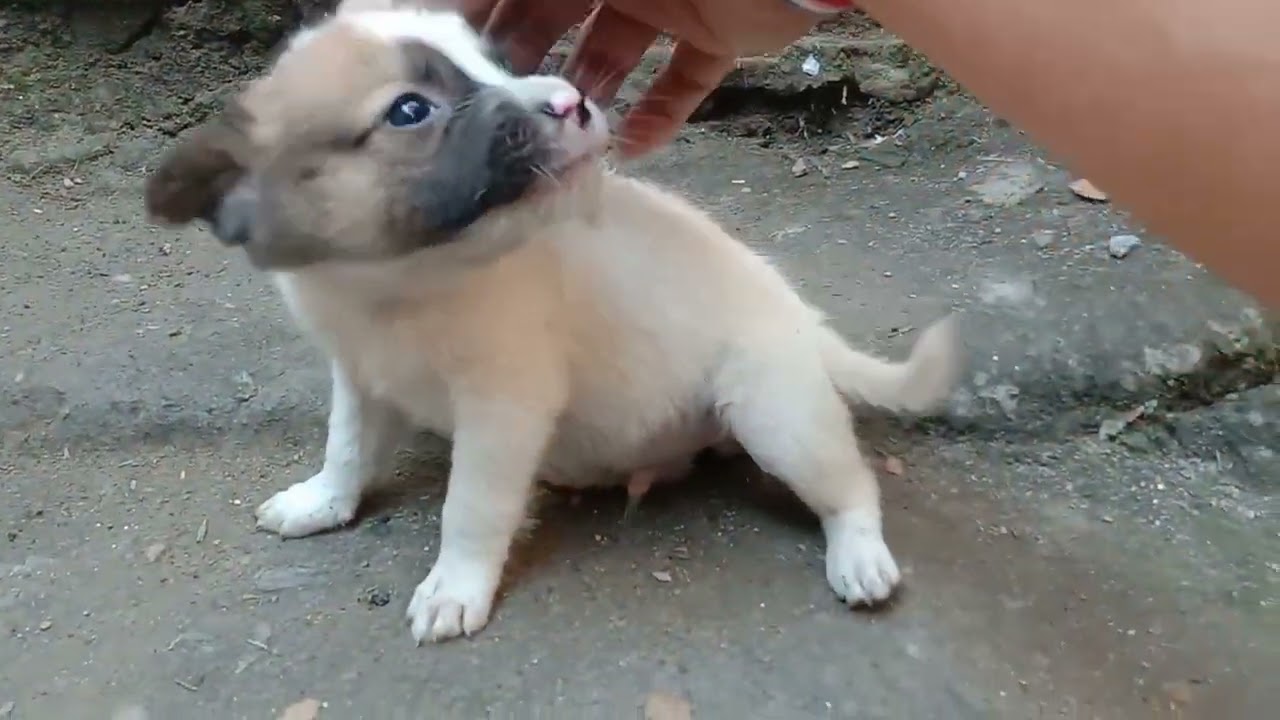  Cute ng mga Tuta anak ni chuy chay 🐶🐕🦮🐩🐕‍🦺