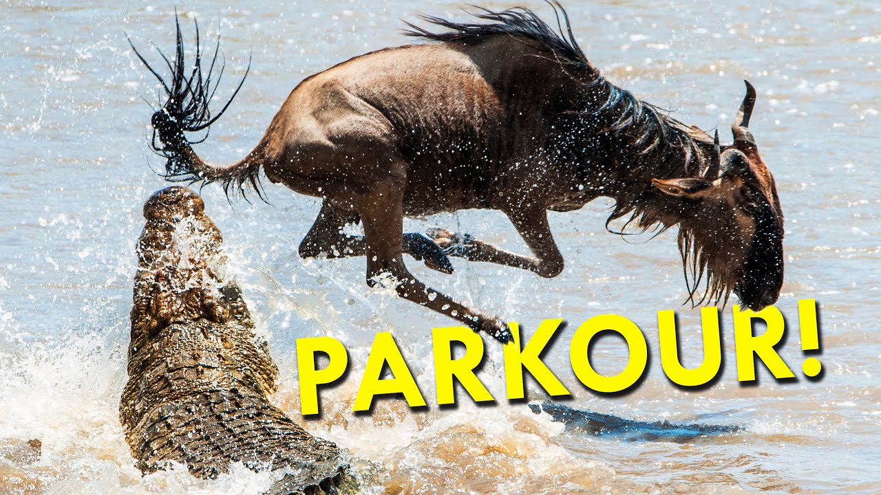 Эти животные никогда не останавливаются. Почему? Крокодилы.