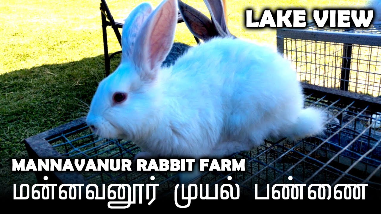 Mannavanur Rabbit Farm  Kodaikanal Tourist Place  Kodaikanal Bike Ride  Video Shop
