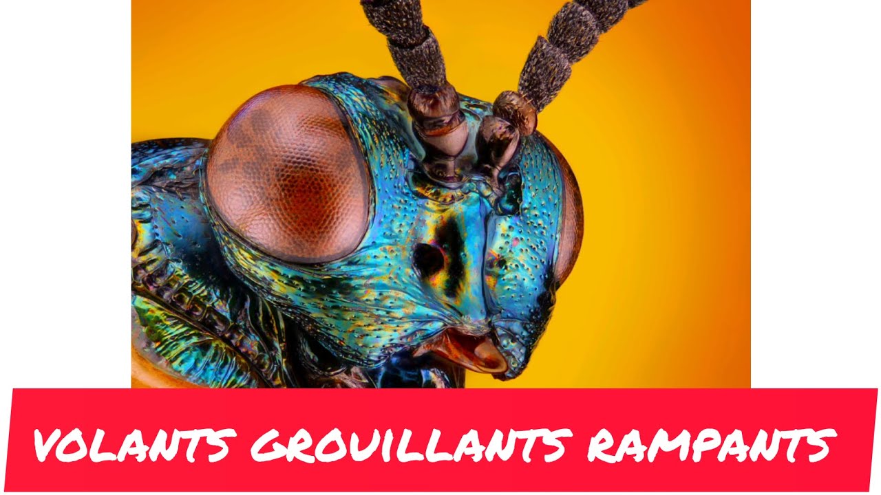 Histoire de Faire des Cauchemars &Eacute;p. 8 : Volants Grouillants Rampants