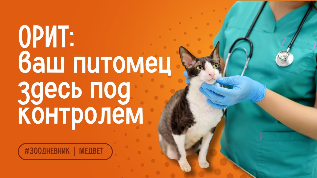 ОРИТ для животных в МЕДВЕТ | От сложных операций до стабилизации