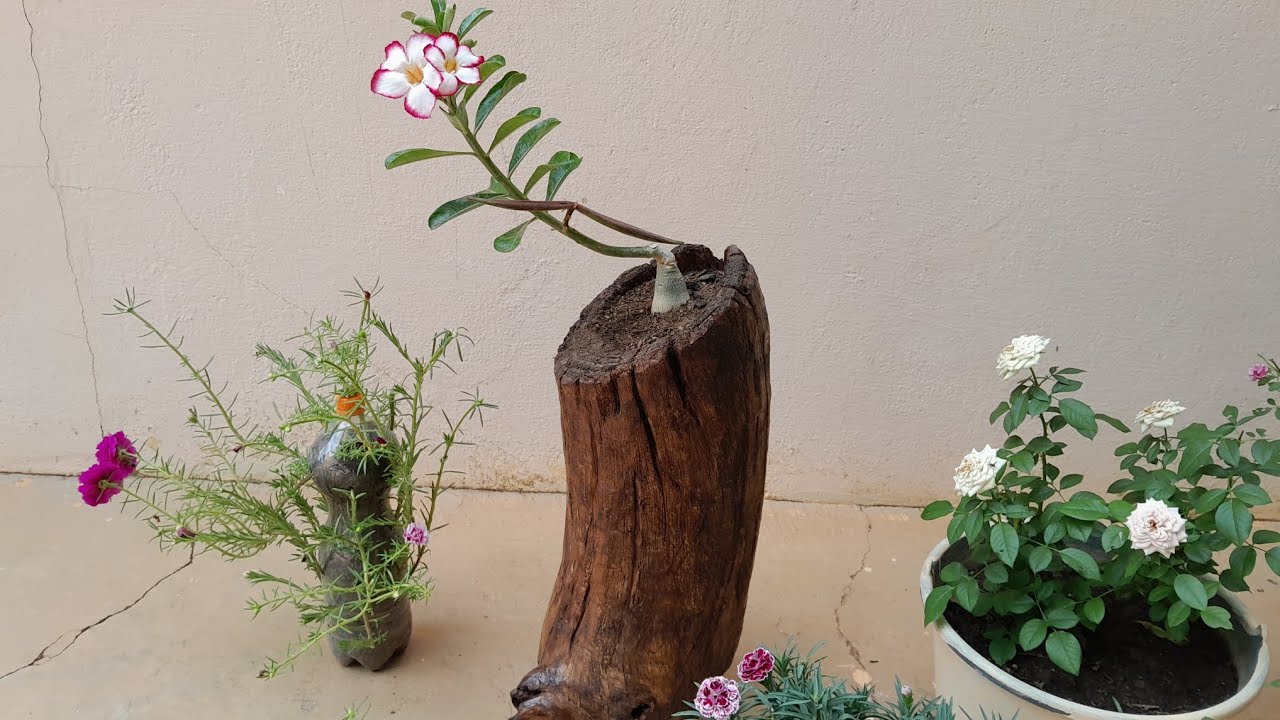 Um incrível jardim com rosas do deserto 