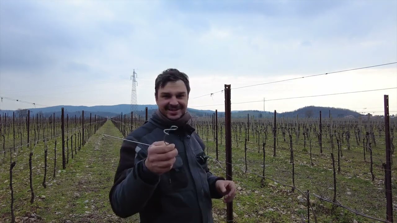Distanziatori a molla per pali metallo nel vigneto
