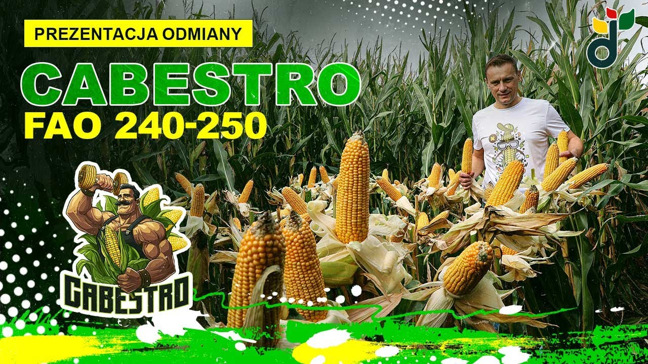 🌽 CABESTRO - Bohater każdego hektara @chemiroltv8108  | #KukurydzaNaZiarno | Seed Solutions