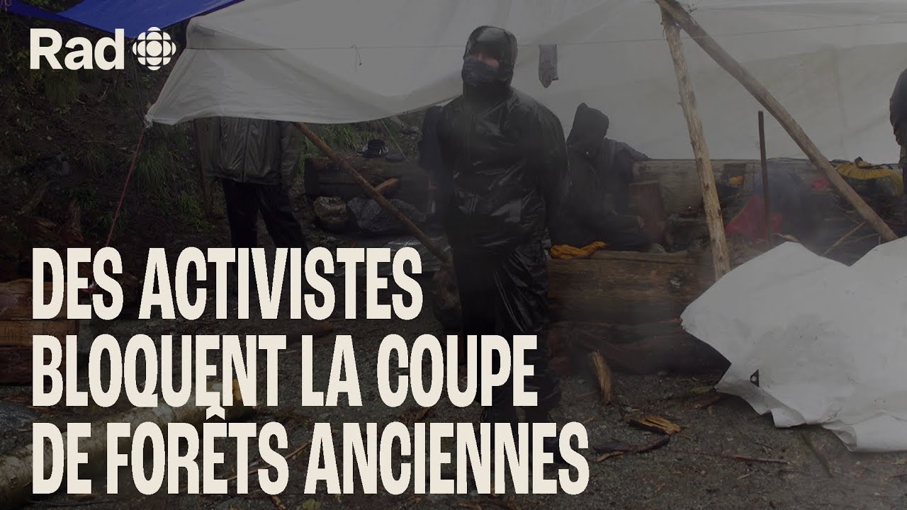 On a été voir les activistes qui bloquent la coupe de forêts anciennes dans l'Ouest | Terrain | Rad