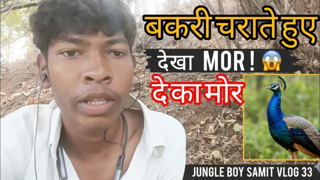 बकरी चराते हुए अचानक दिखा मोर! 🦚#Jungle boy Samit 🌳🐐#vlog#vlogs Village Life Vlog