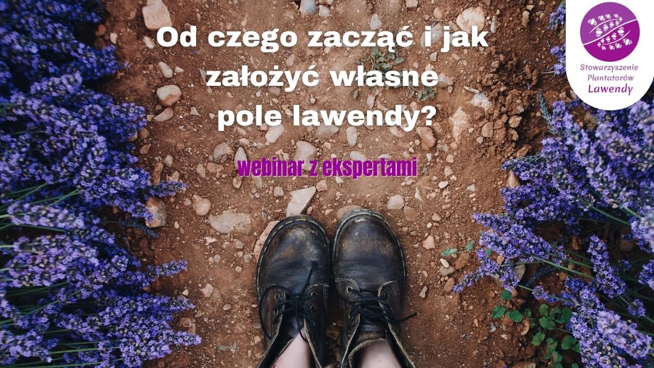 Od czego zacząć i jak założyć własne pole lawendy?