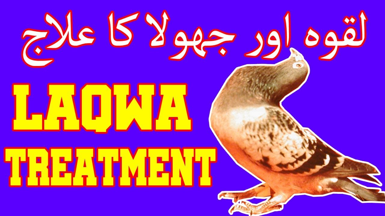 what is laqwa in birds and whats is its treatment. Video No. 376
