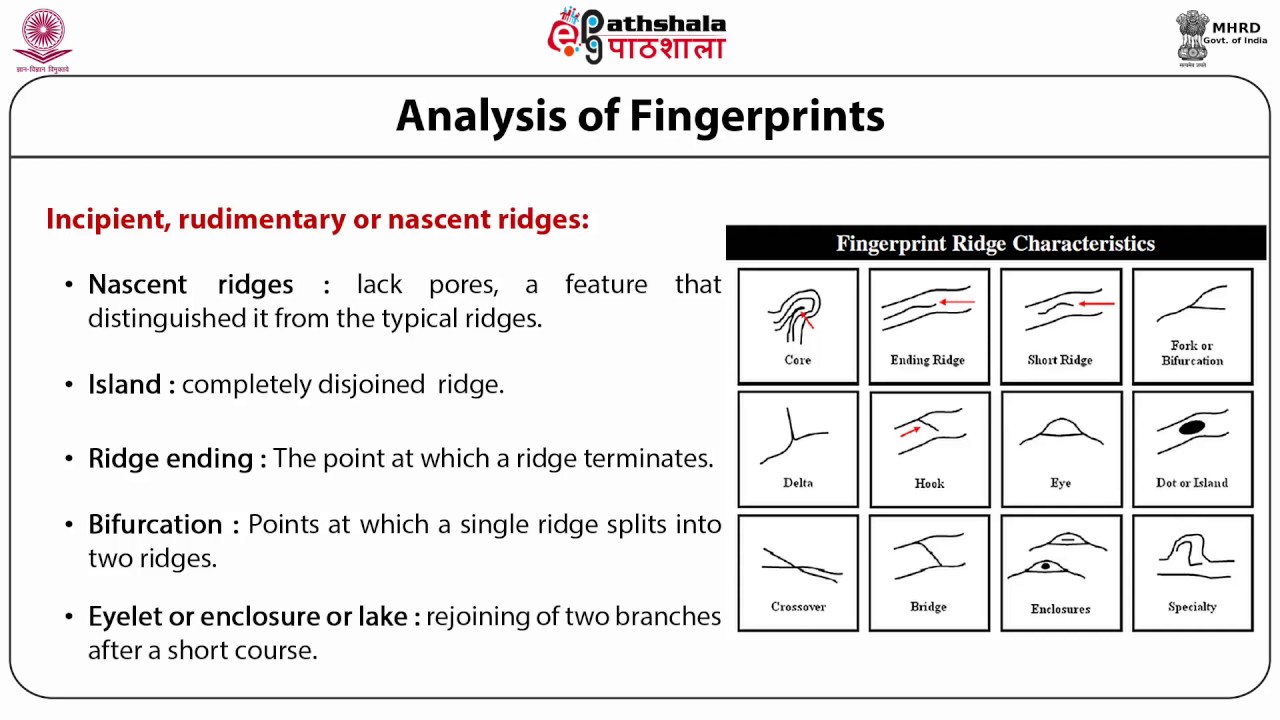 Analysis of palm and finger prints (ANT)