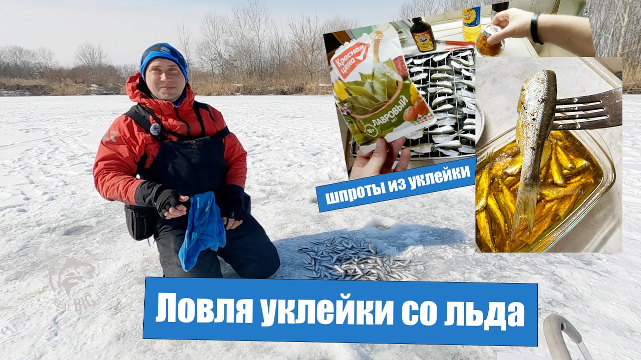 Ловля уклейки со льда и рецепт домашних шпрот