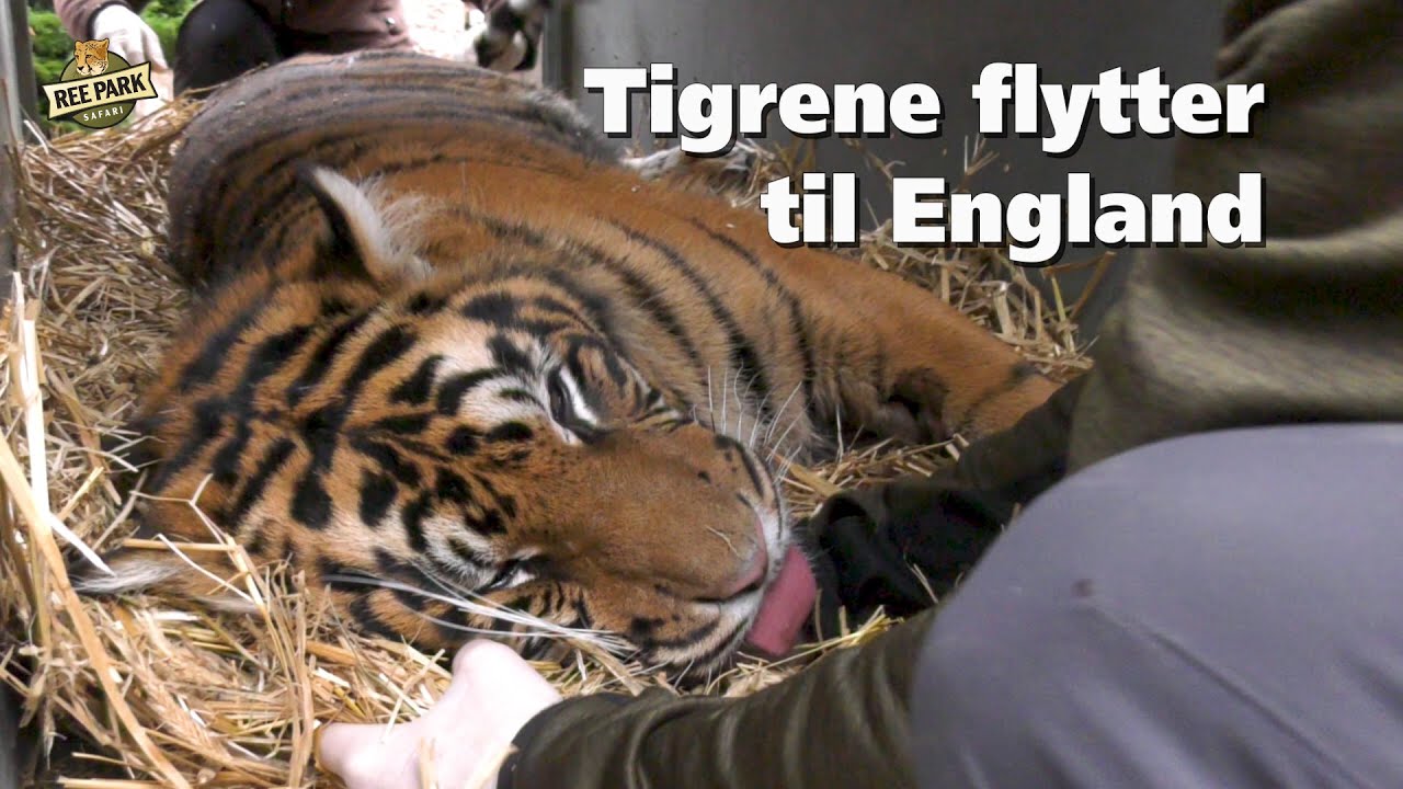 Tigrene flytter til England