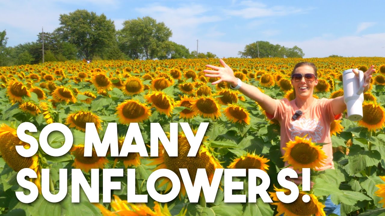 40 ACRES OF SUNFLOWERS! Walk through Grinter’s Sunflower Farm in Lawrence, KS for FREE!