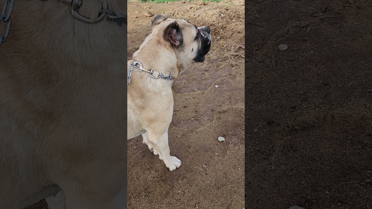 Mean Dog growling! 