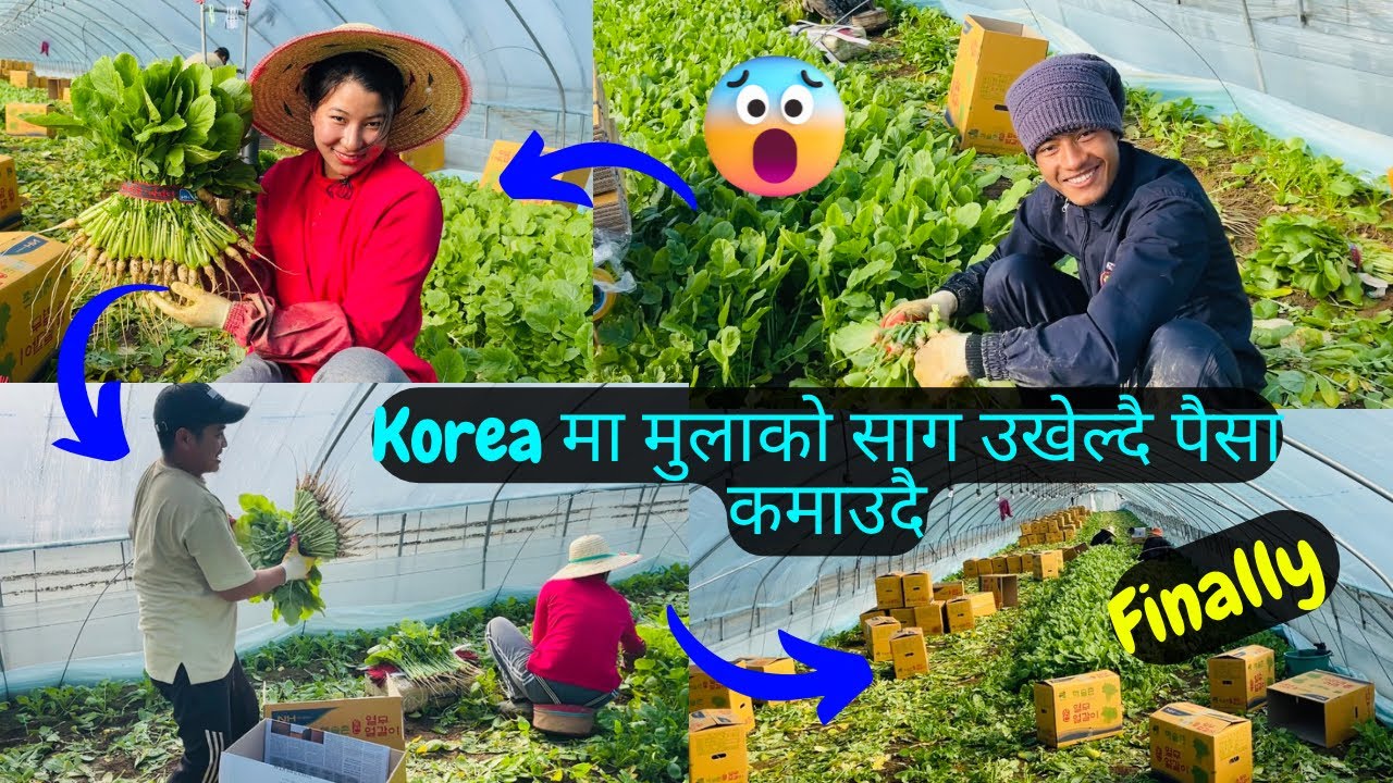 MERO NAYA KAAM TA MULA UKHELNE PO PARYO🥹 || 김치 KHANE SAAG YEI HO😜||#praceetalama #koreanvlog #eps