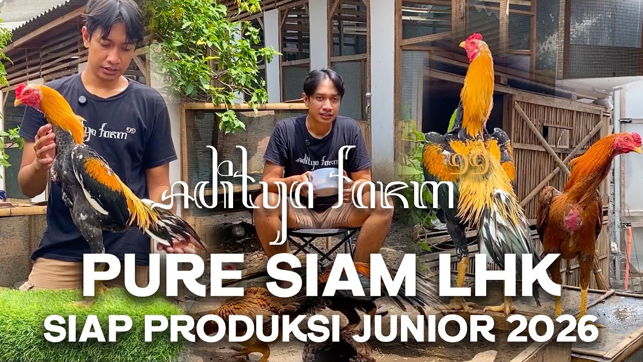 PETERNAK RUMAHAN SIAM LHK SUDAH MULAI BERTELUR