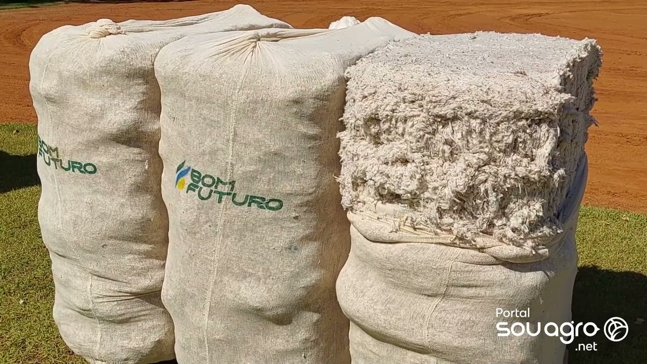 Do campo até a indústria: beneficiamento do algodão é um processo incrível