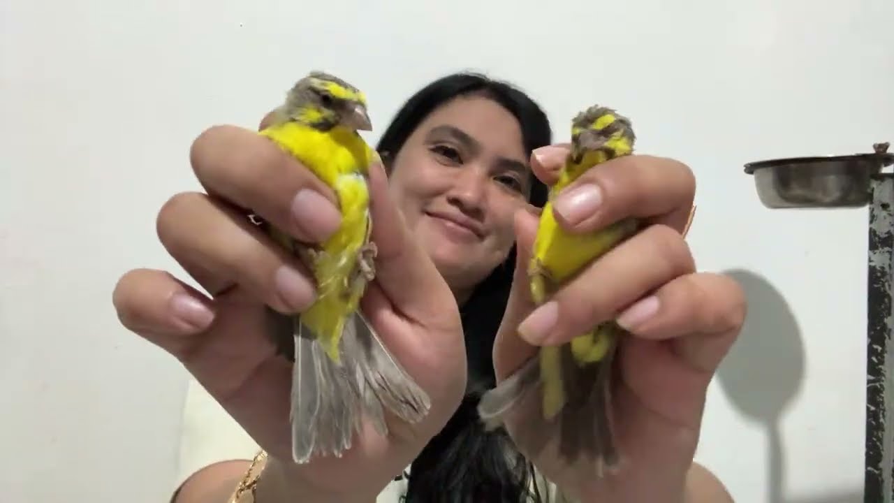 CUMA 300ribuan BURUNG IMPORT MOZAMBIK   9-12-2025 JANTAN BETINA READY