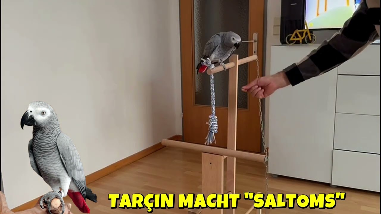 TARÇIN TAKLA ATIYOR