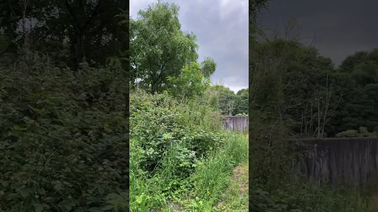 Lovely Morning Yorkshire #youtubeshorts #yorkshirecoast #shortsfeed #visityorkshire #ytshorts #short