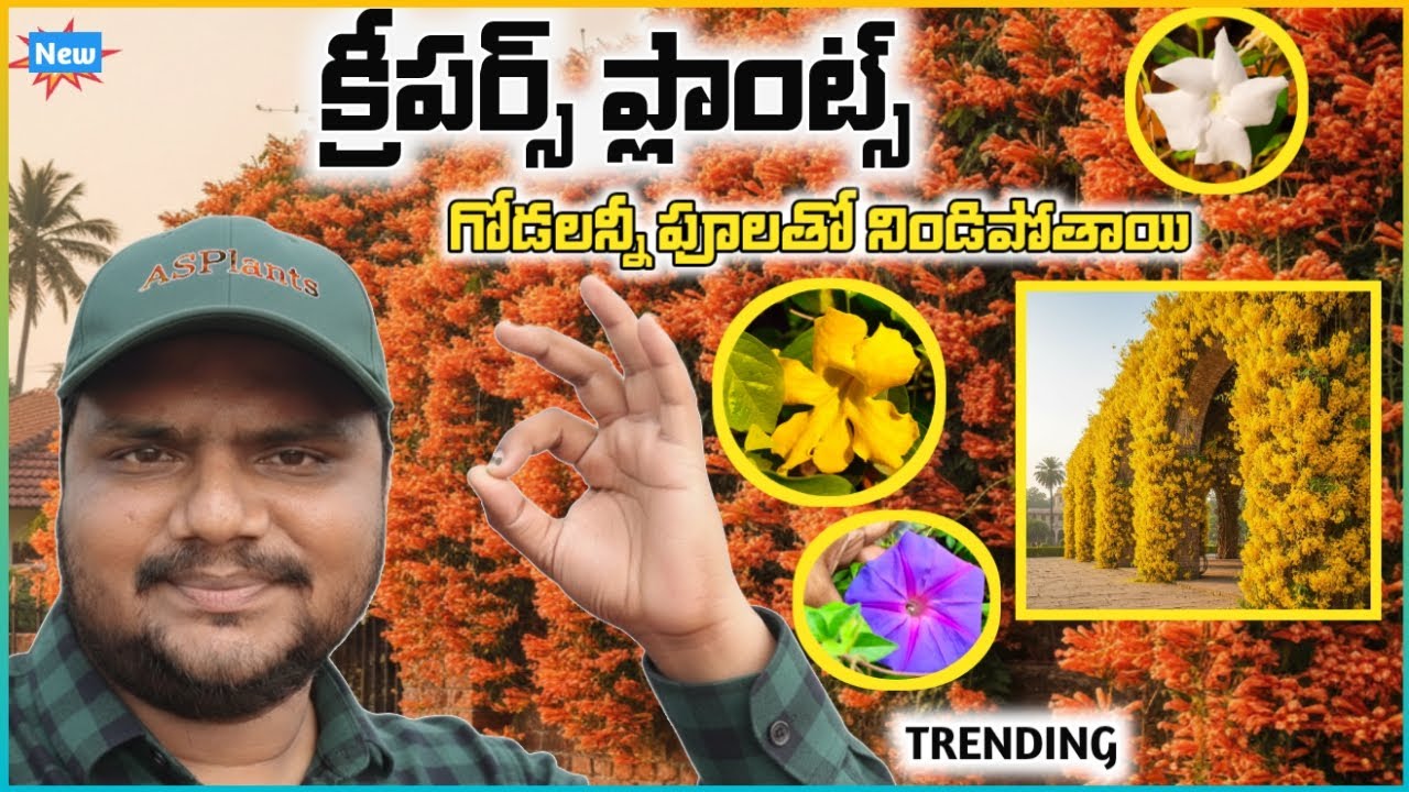 క్రీపర్ ఫ్లవరింగ్ ప్లాంట్స్‌తో గోడలన్నీ పూలే 😲🌸 | Best Creepers #creeperplants #kadiyam