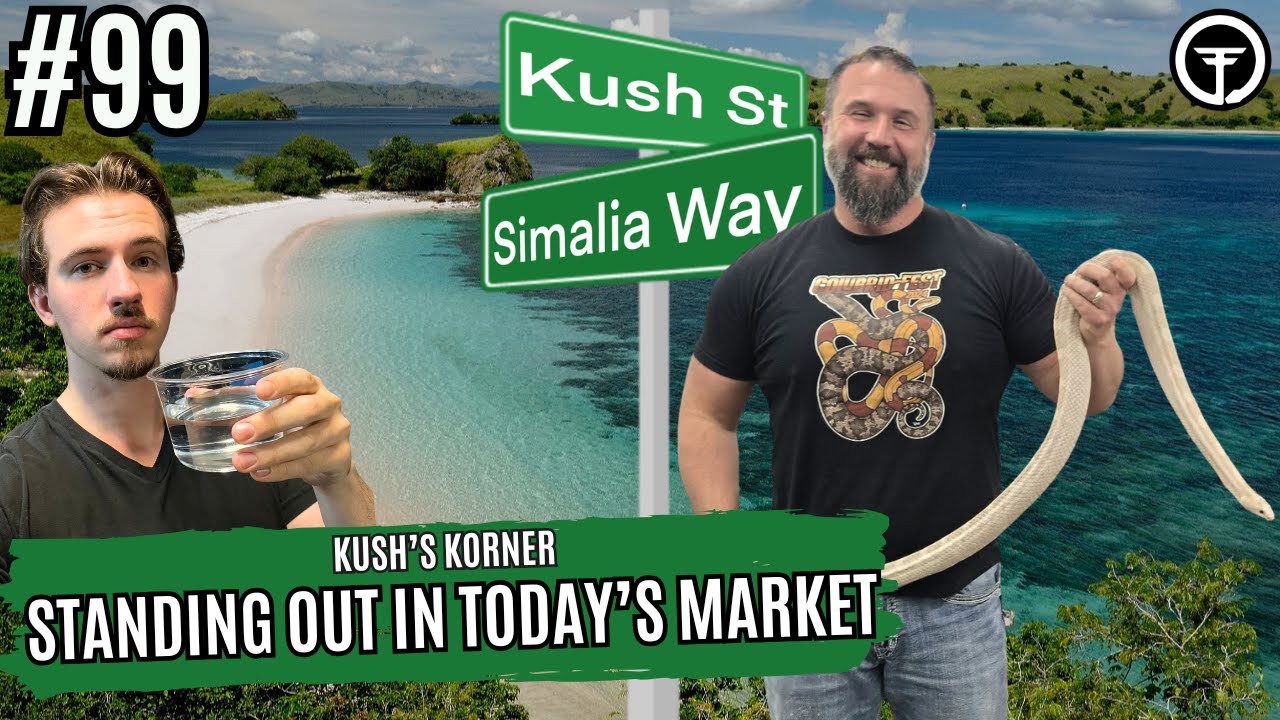How To Stand Out As A Small Business In The Industry | Kush's Korner Live