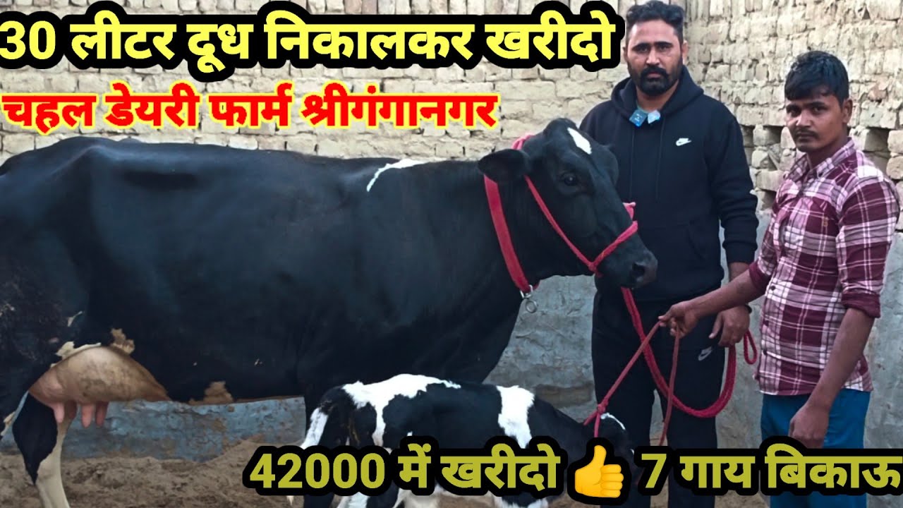 30 Letter+ Milk , 42000 से दाम शुरू  7 top class HF cows for sale !HF cow dairy farm Sri Ganganagar