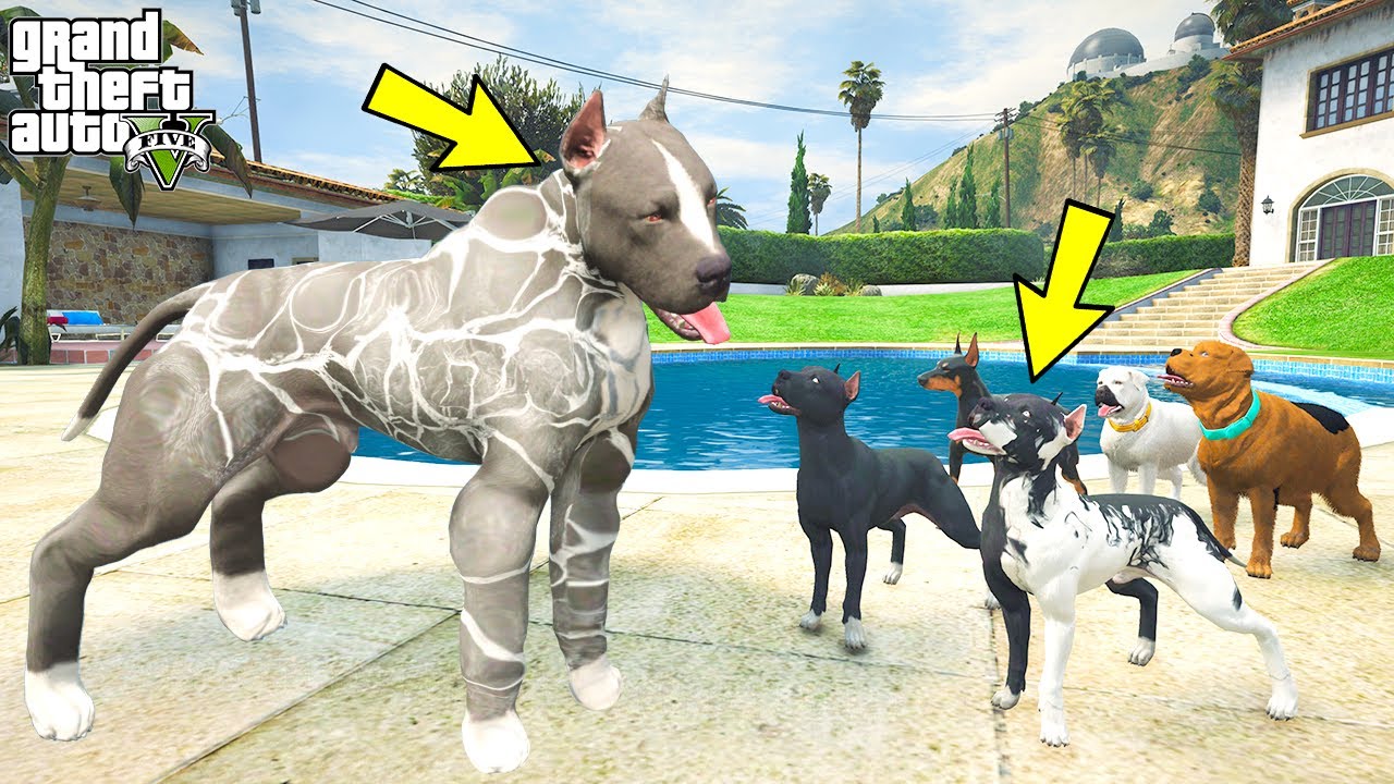 KARDEŞLERİ YAVRU PİTBULL'UN KASLI HALİNİ GÖRÜYOR!(ÇOK KORKTULAR!) - GTA 5