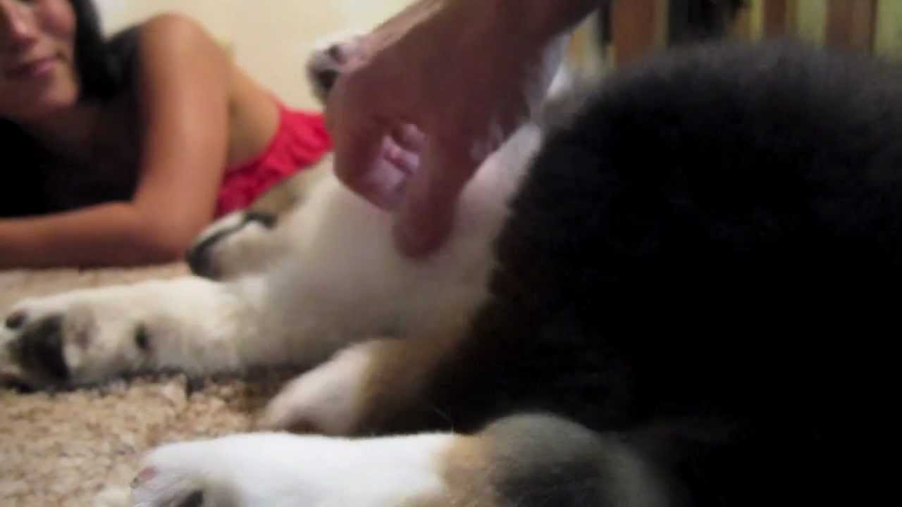 Australian Shepherd Puppy, 8-12 Weeks