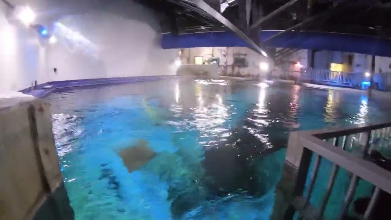 Sophie’s Cage Shark Snorkel