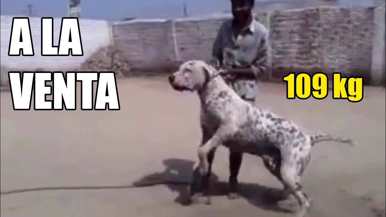el perro bestial BULLY KUTTA YA SE ESTÁ VENDIENDO en tu país 🤑