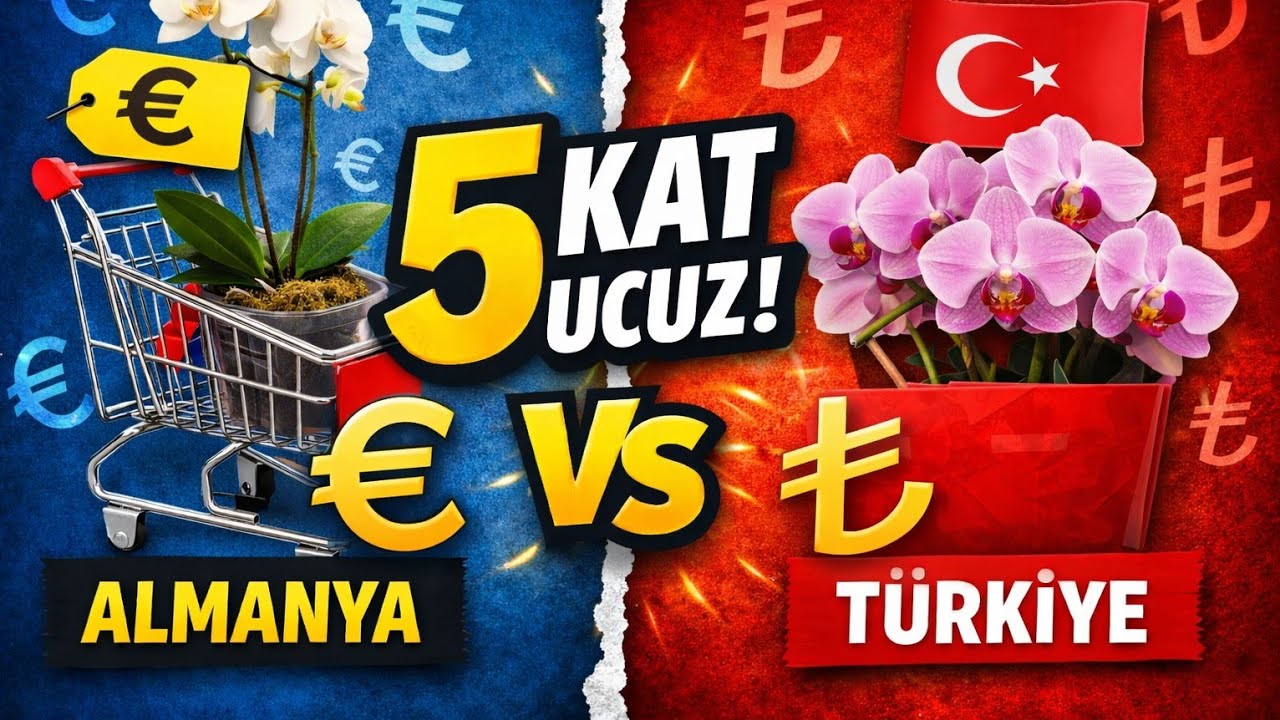 Hani Almanya Türkiye'yi kıskanıyordu! Şaşırdım kaldım. Orkide fiyatları Türkiye vs Almanya