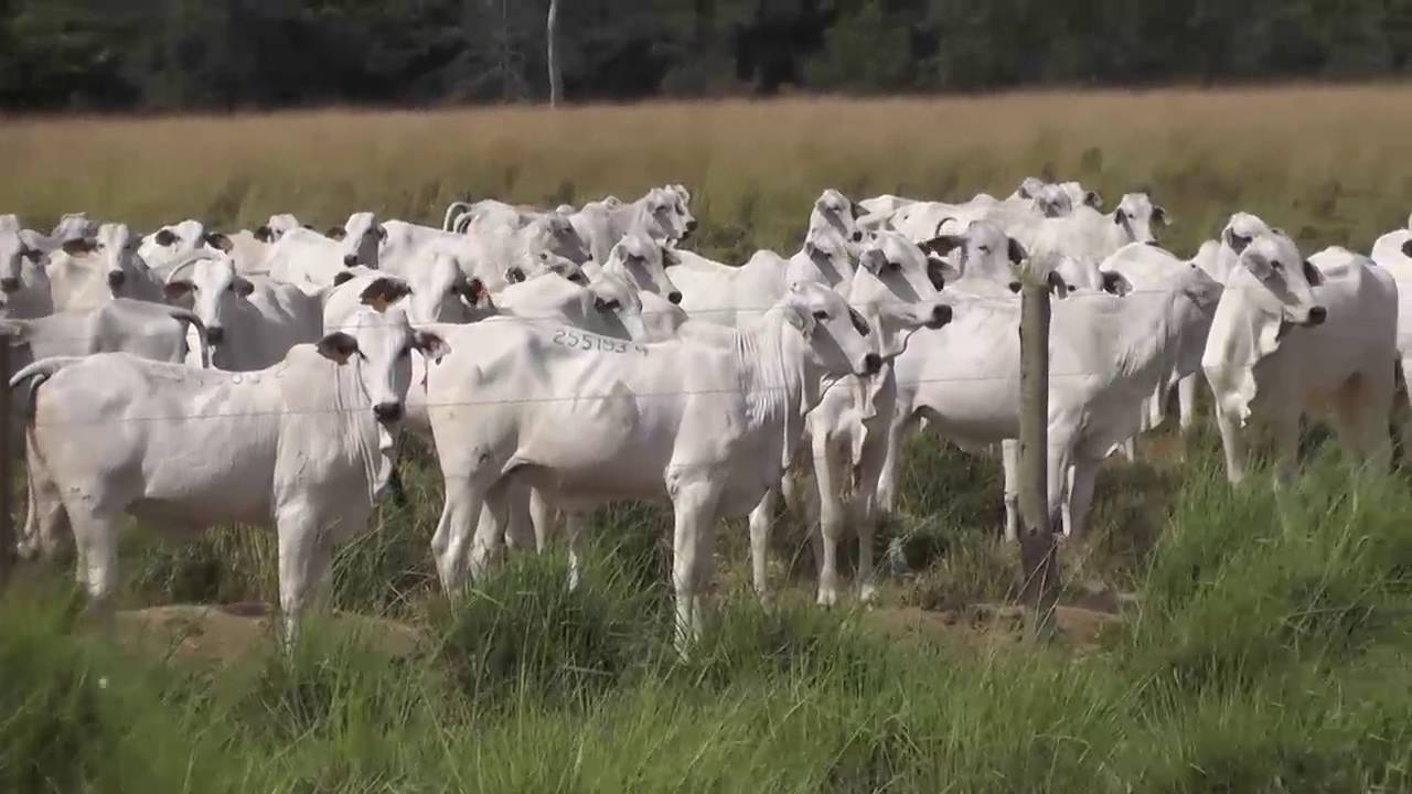 Resultados do Projeto Nelore Adir - Faz. Nova Piratininga 2016