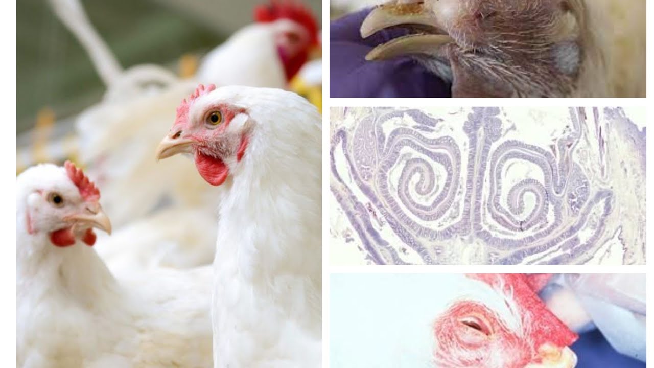 INFECTIOUS CORYZA (Hemophilosis) in Chickens