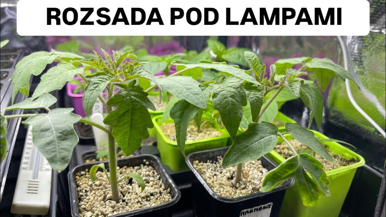 CZY GROWBOX DZIAŁA ? POMIDORY, PAPRYKI, SELERY I PORY WYSIANE W STYCZNIU NA SZYBKI ZBI&Oacute;R.