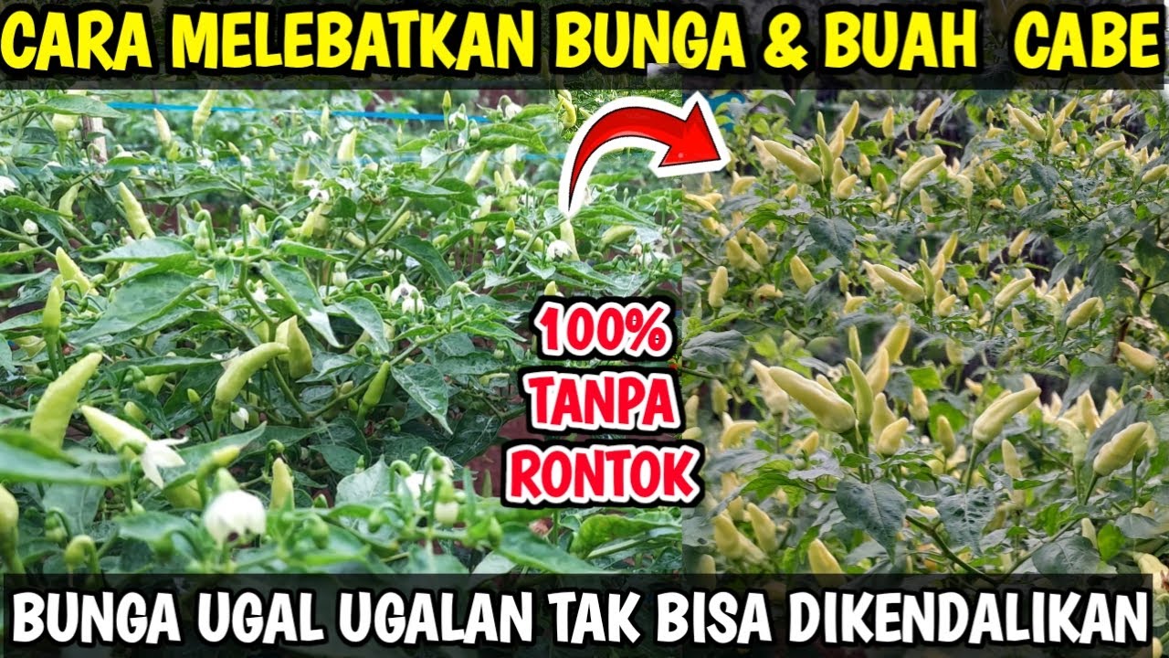 🟠 Cara melebatkan bunga & buah cabe 100% tanpa rontok 