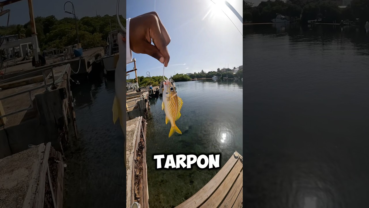 Found a Restaurant LOADED with GIANT Fish