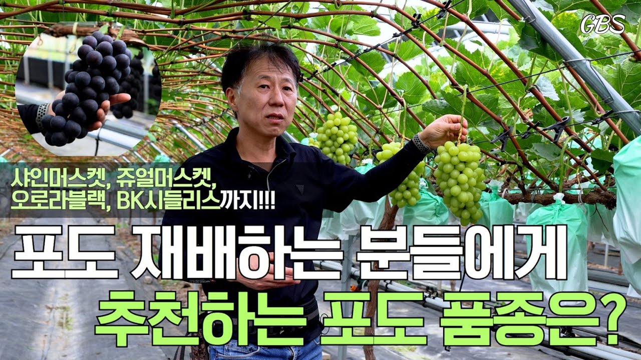 가장 재배하기 쉬운 포도 품종은?