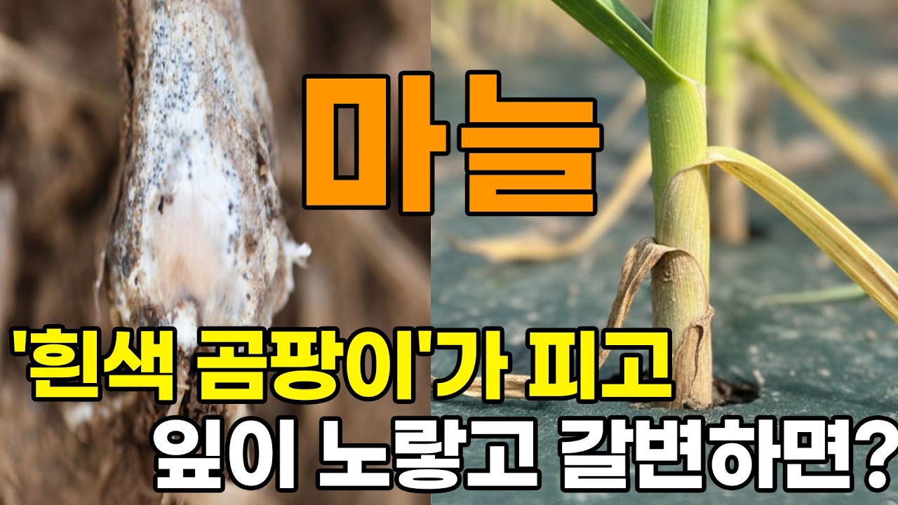 마늘에서 '흰색 곰팡이'가 피거나 '잎이 노랗고 갈색'으로 변하지않게 잘 가꾸려면?