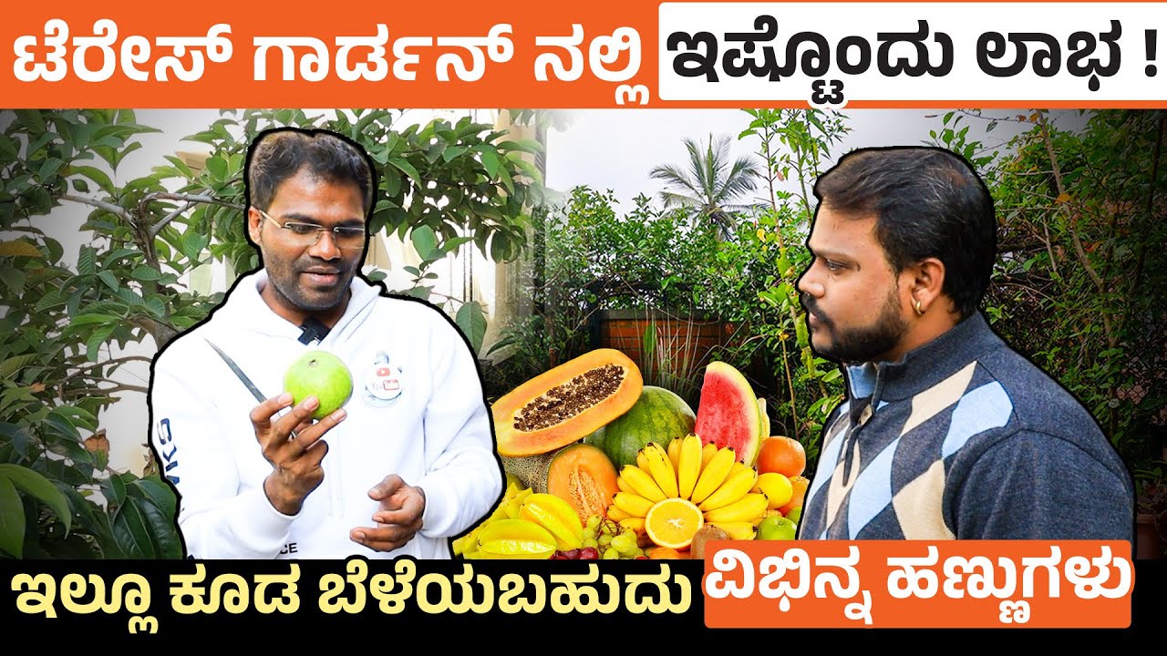 ಬಾಯಲ್ಲಿ ನೀರೂರಿಸೋ ಹಣ್ಣುಗಳು ಬೆಳೆಯಿರಿ | Terrace Gardening Ideas To Grow Fruits | Datta Bennur