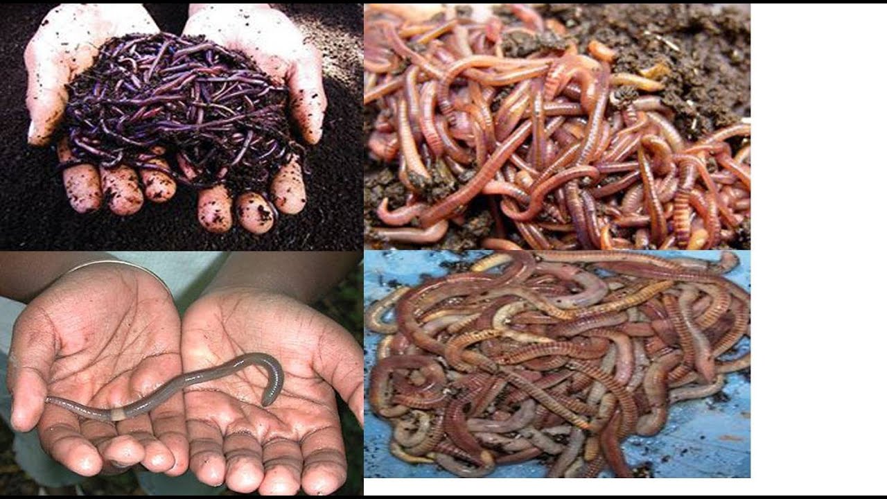 Why Am I Raising 4 Different Kinds Of Composting Worms? Well Let Me Tell You Why!