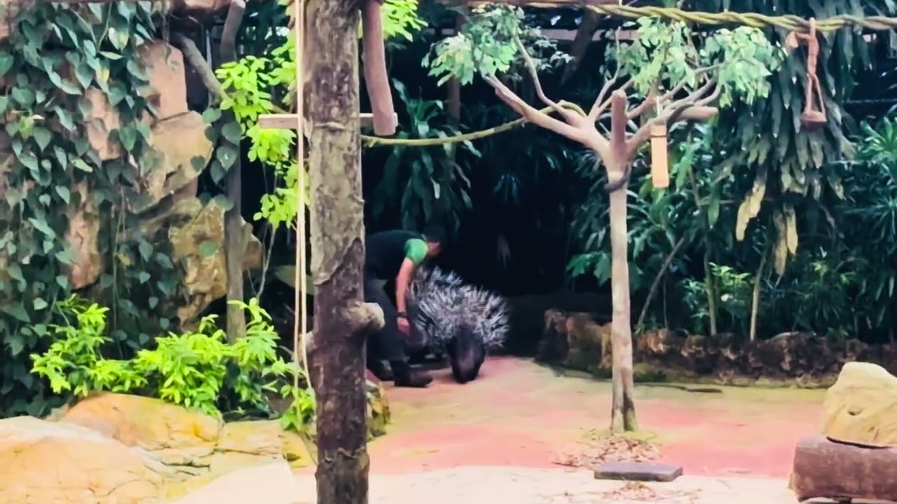 Live Show at Singapore Zoo 🇸🇬 #wildlife #nature 