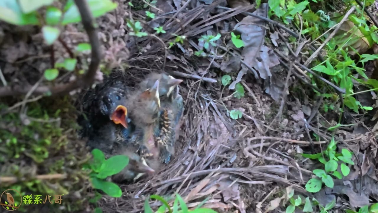 Host mom skips feeding the cuckoo on purpose—it weakens from hunger, hiding behind chicks.