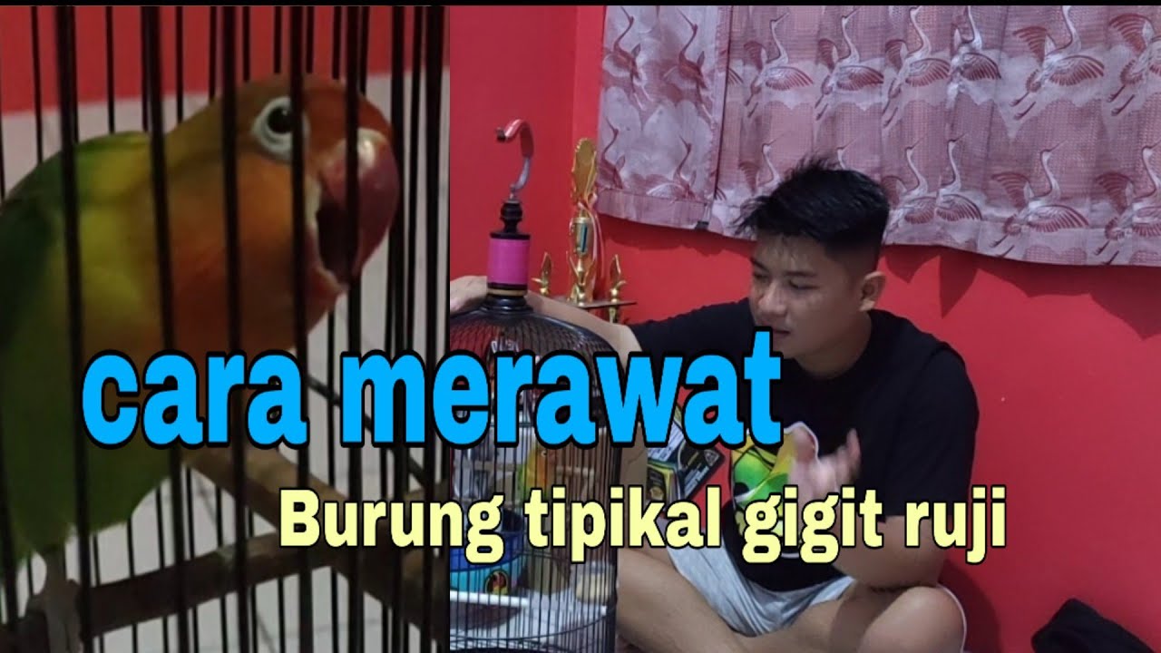 TIPS perawatan LB ngekek sambil gigit rujii