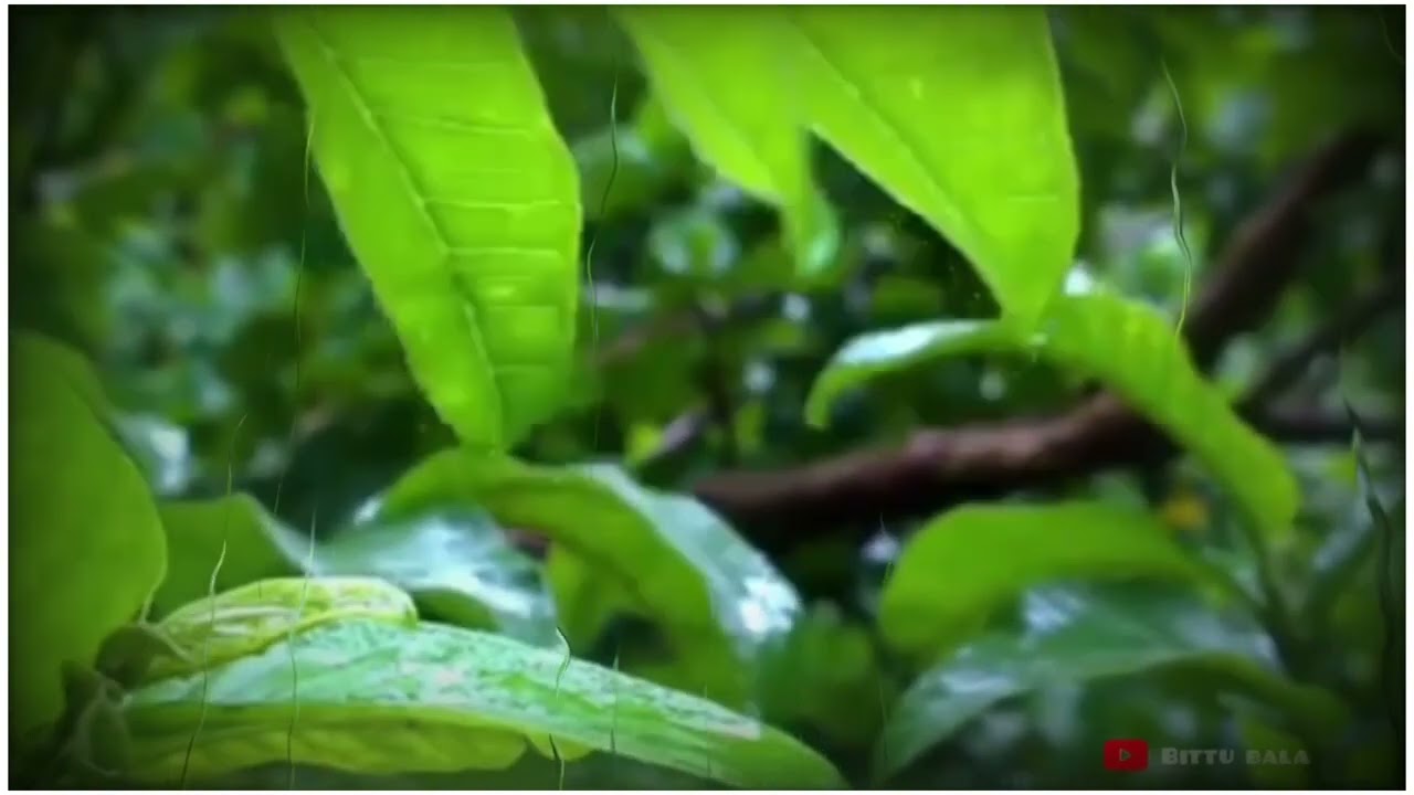 Romantic weather status video😍😍||Rain drops status⛈️⛈️|| Amazing screen 🌧️🌧️||new2022||🌼Bittu||🥰