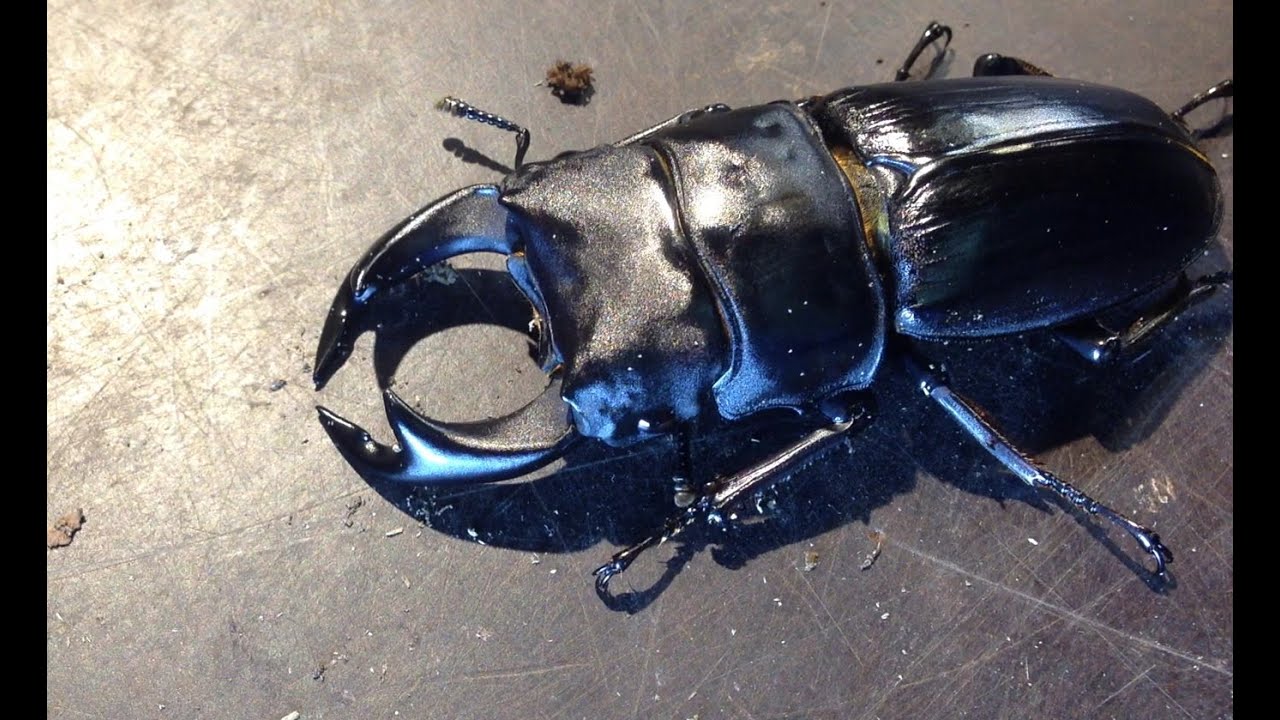 Dorcus curvidens binodulosus - a pair in a new breeding box