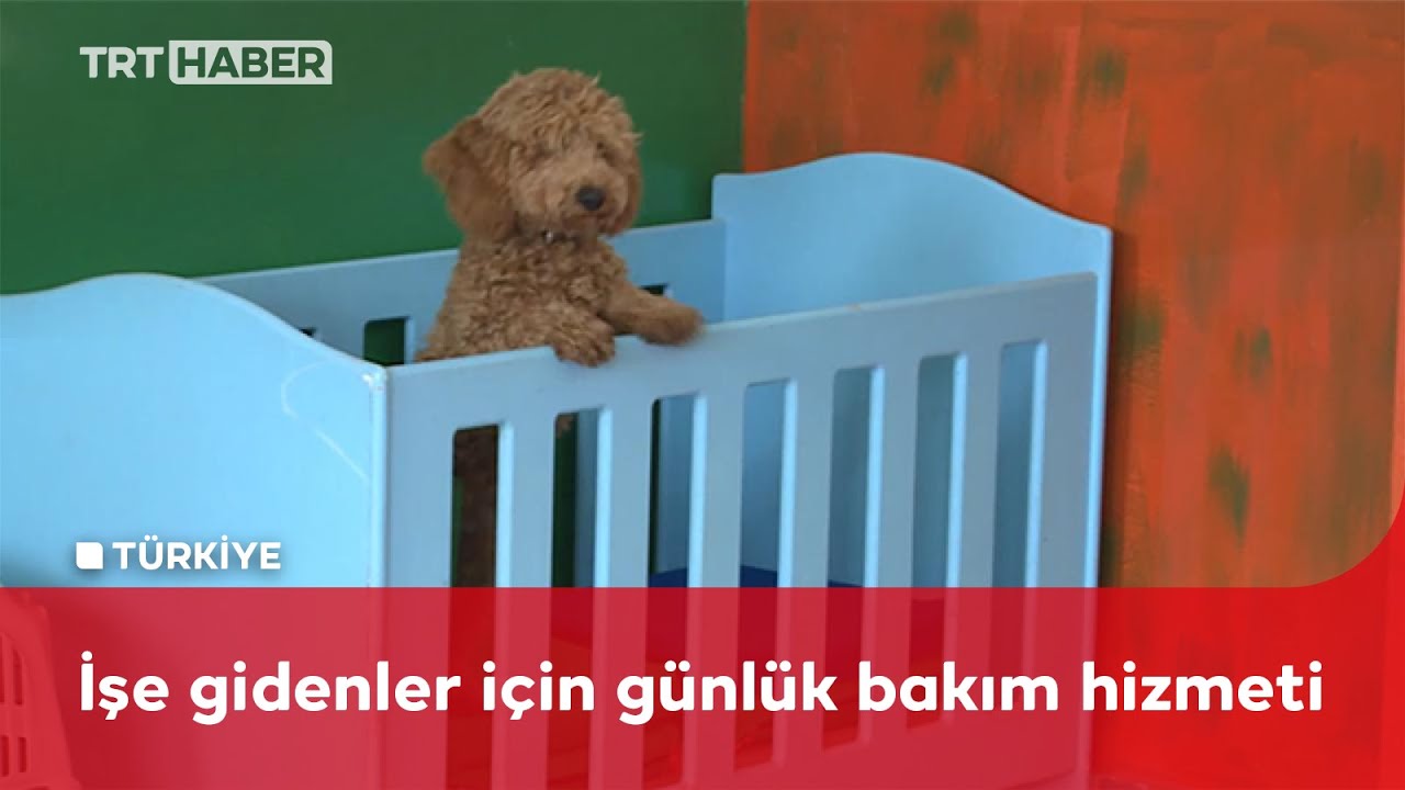 Evcil hayvan otelleriyle sahiplerinin g&ouml;z&uuml; arkada kalmıyor